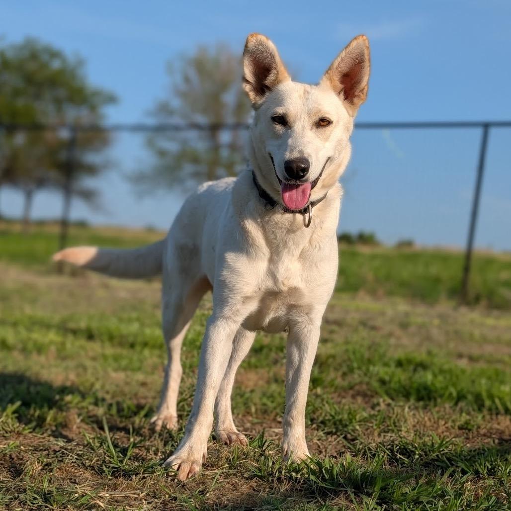 Enlarge Winter, a Adoptable mixed breed in Nowata, OK image 2/6