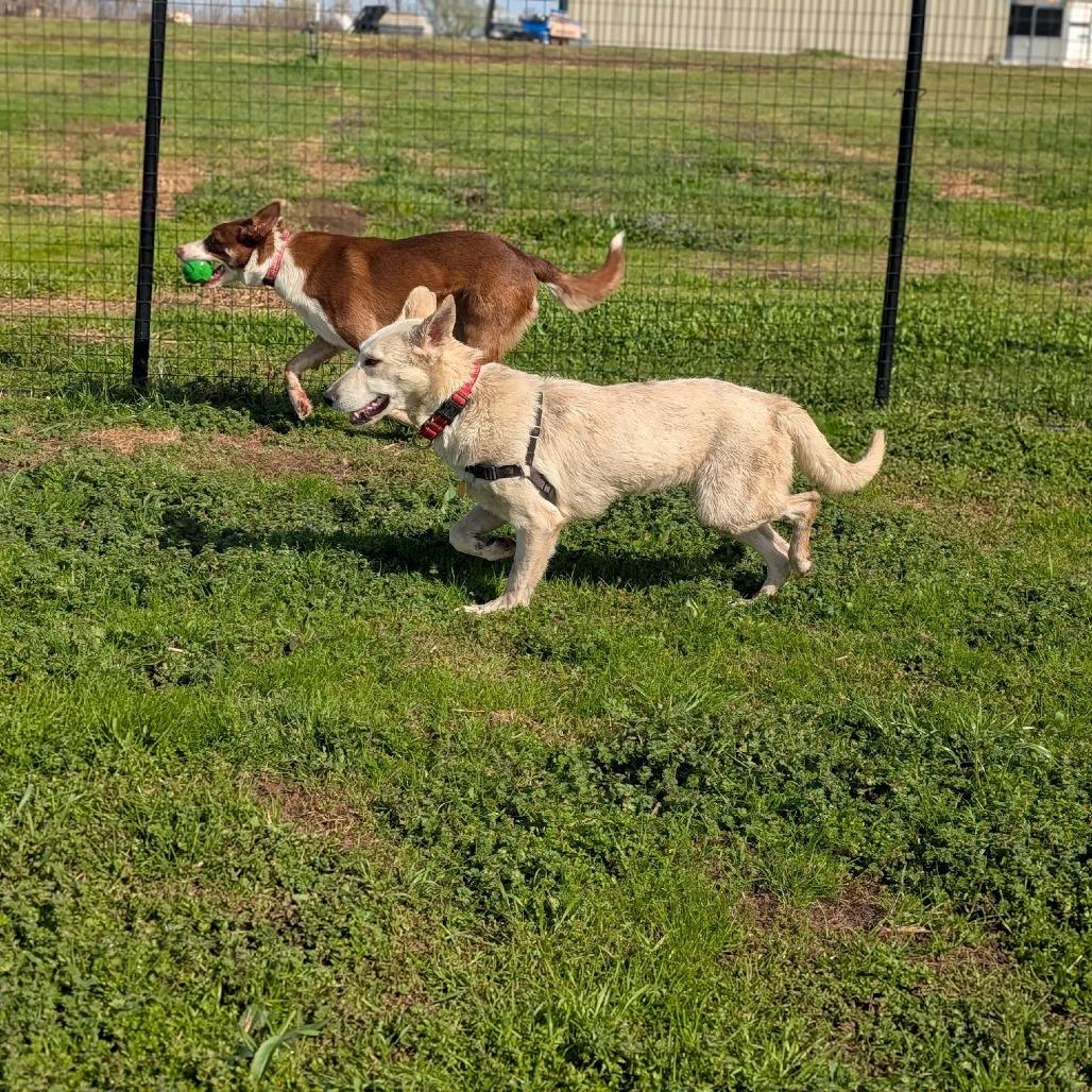 Enlarge Winter, a Adoptable mixed breed in Nowata, OK image 3/6