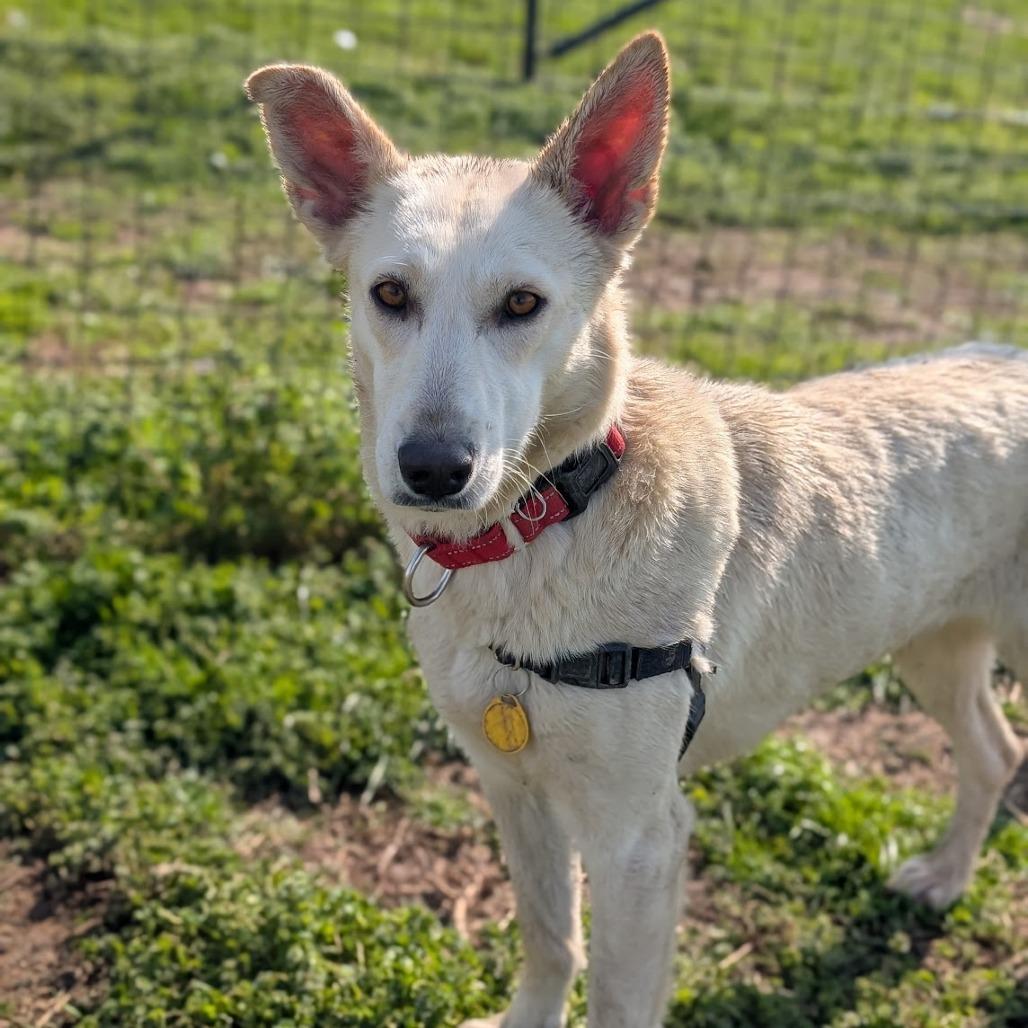 Enlarge Winter, a Adoptable mixed breed in Nowata, OK image 4/6