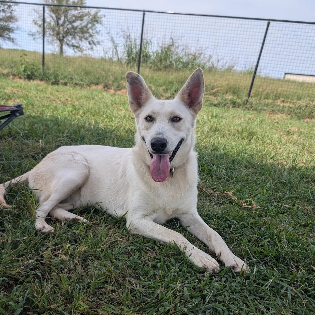 Enlarge Winter, a Adoptable mixed breed in Nowata, OK image 5/6