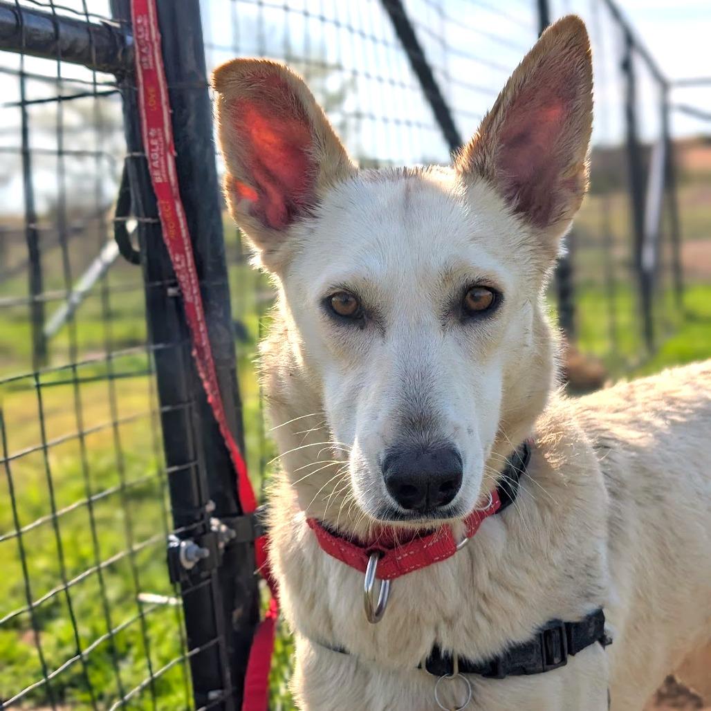 Enlarge Winter, a Adoptable mixed breed in Nowata, OK image 6/6