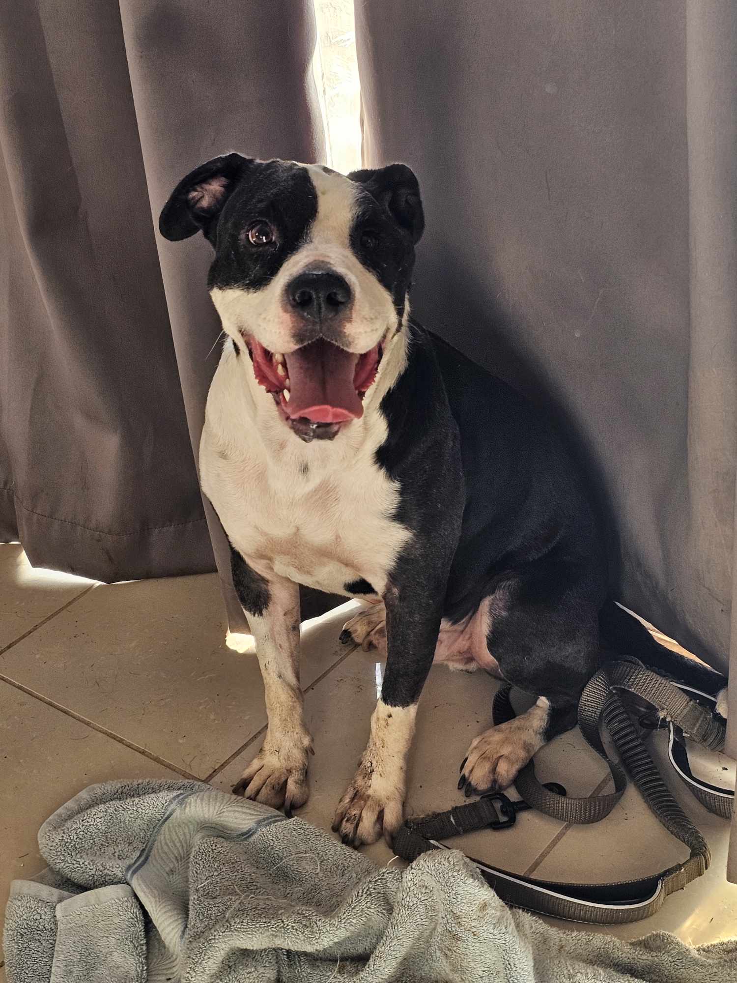 Enlarge Ruger, a Adoptable mixed breed in Lindstrom , MN image 5/5