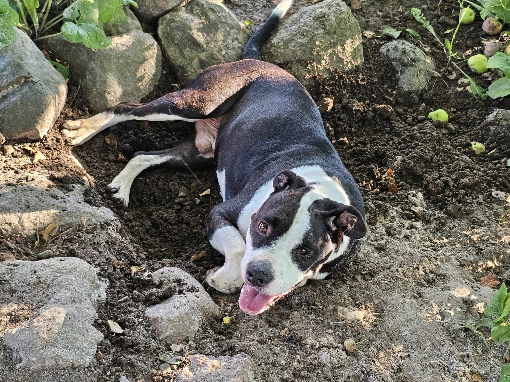 Enlarge Ruger, a Adoptable mixed breed in Lindstrom , MN image 4/5