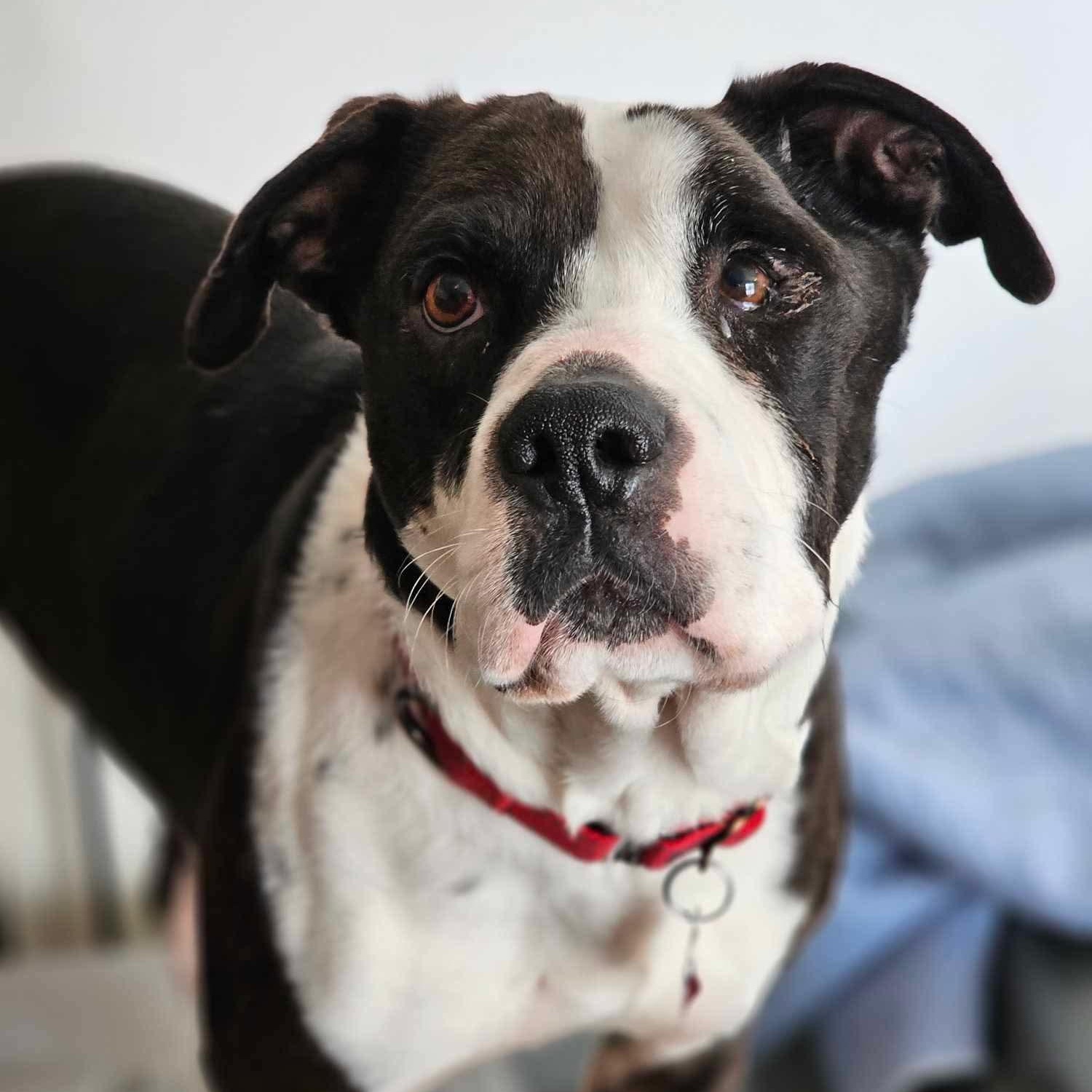 Enlarge Ruger, a Adoptable mixed breed in Lindstrom , MN image 3/5