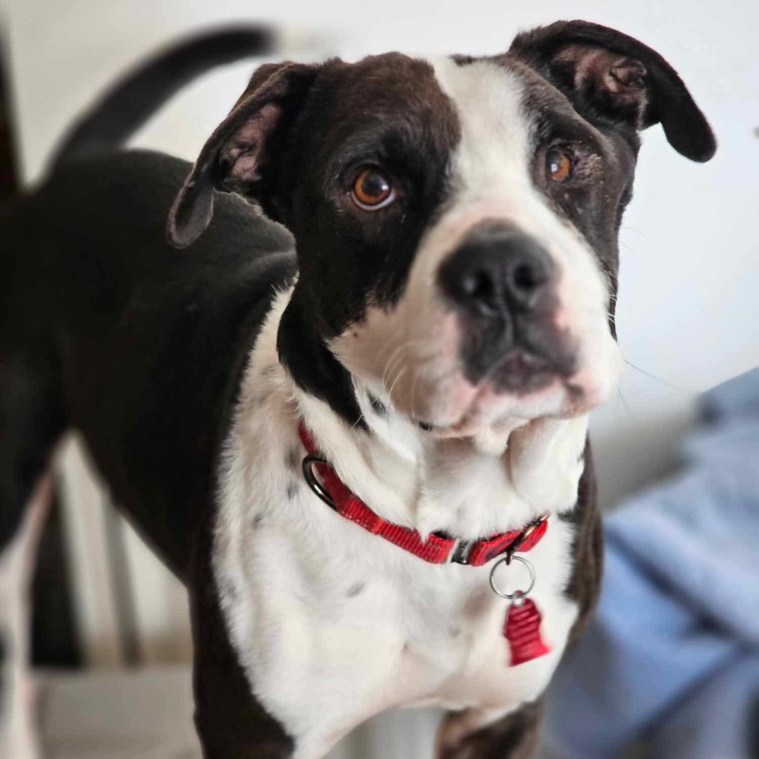 Enlarge Ruger, a Adoptable mixed breed in Lindstrom , MN image 1/5