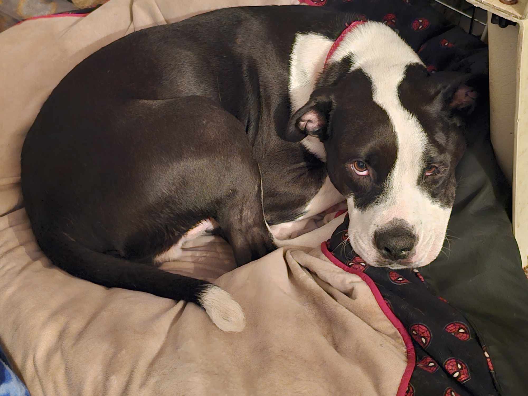 Enlarge Ruger, a Adoptable mixed breed in Lindstrom , MN image 2/5