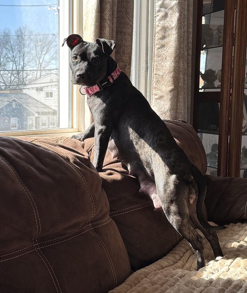 Zara, Adoptable, Young Female Pit Bull Terrier.