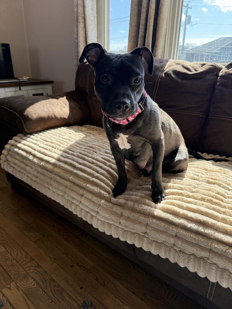 Enlarge Zara, a Adoptable mixed breed in Greenlawn, NY image 2/6