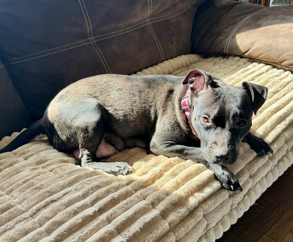 Enlarge Zara, a Adoptable mixed breed in Greenlawn, NY image 3/6