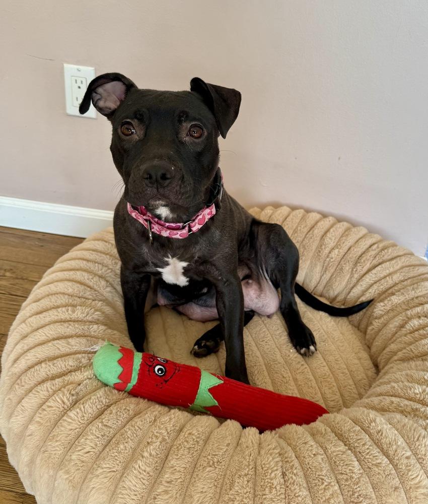 Enlarge Zara, a Adoptable mixed breed in Greenlawn, NY image 4/6