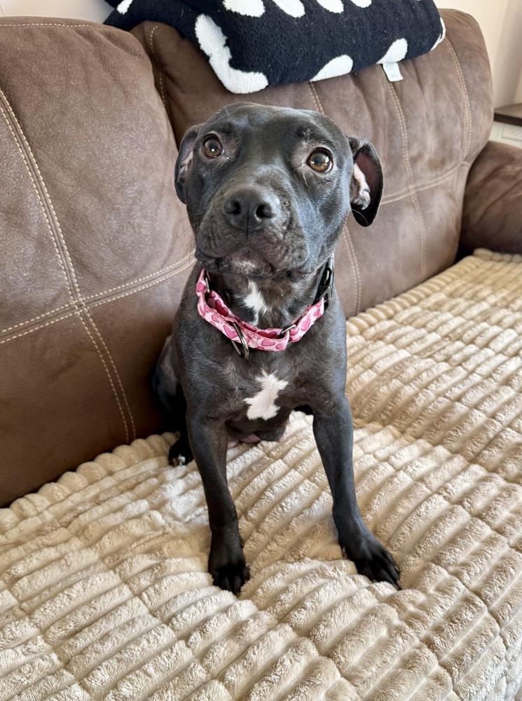 Enlarge Zara, a Adoptable mixed breed in Greenlawn, NY image 5/6