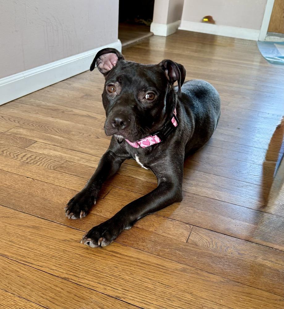 Enlarge Zara, a Adoptable mixed breed in Greenlawn, NY image 6/6