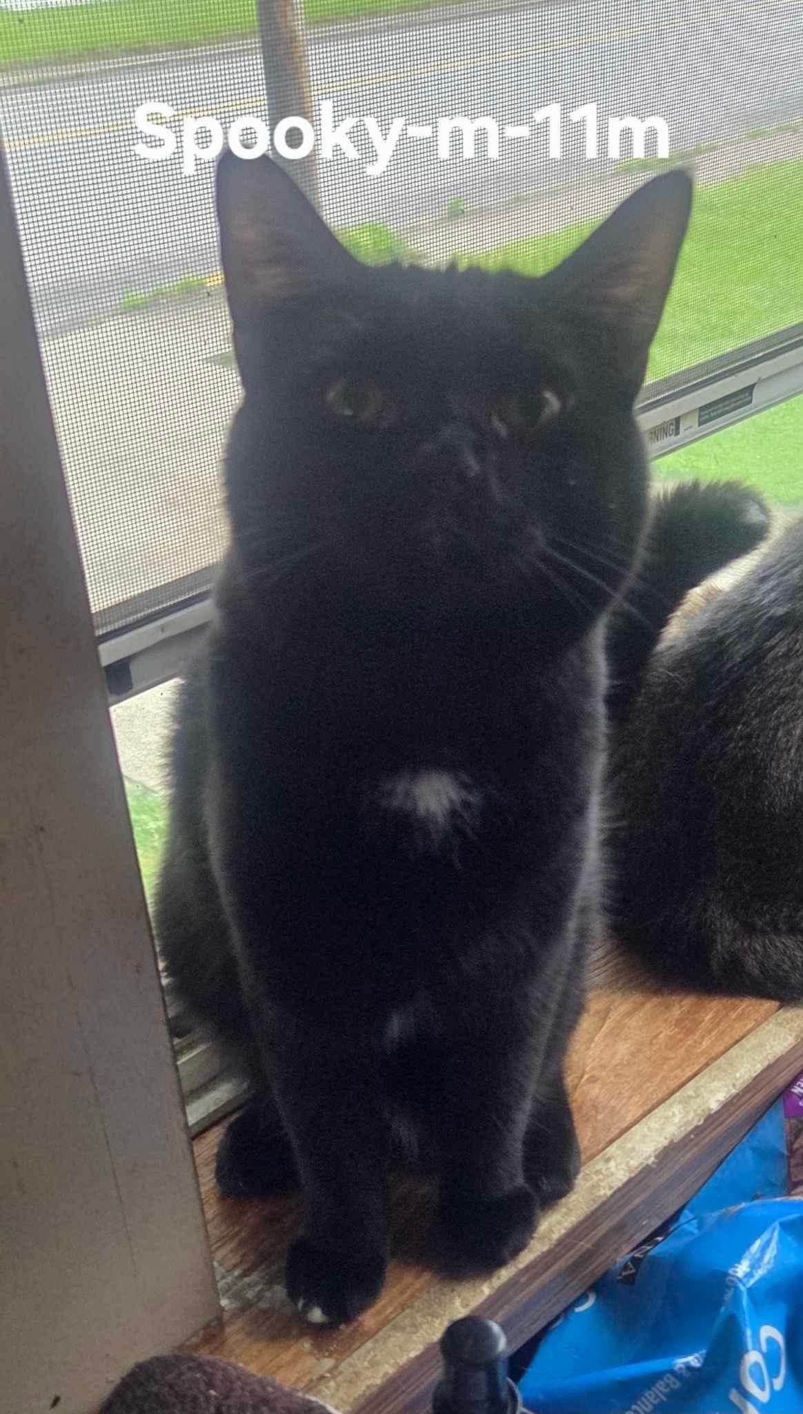 Spooky, Adoptable, Adult Male Domestic Short Hair.