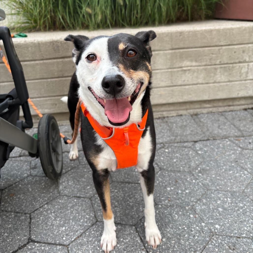 Bradley, Adoptable, Senior Male Manchester Terrier & Mixed Breed.