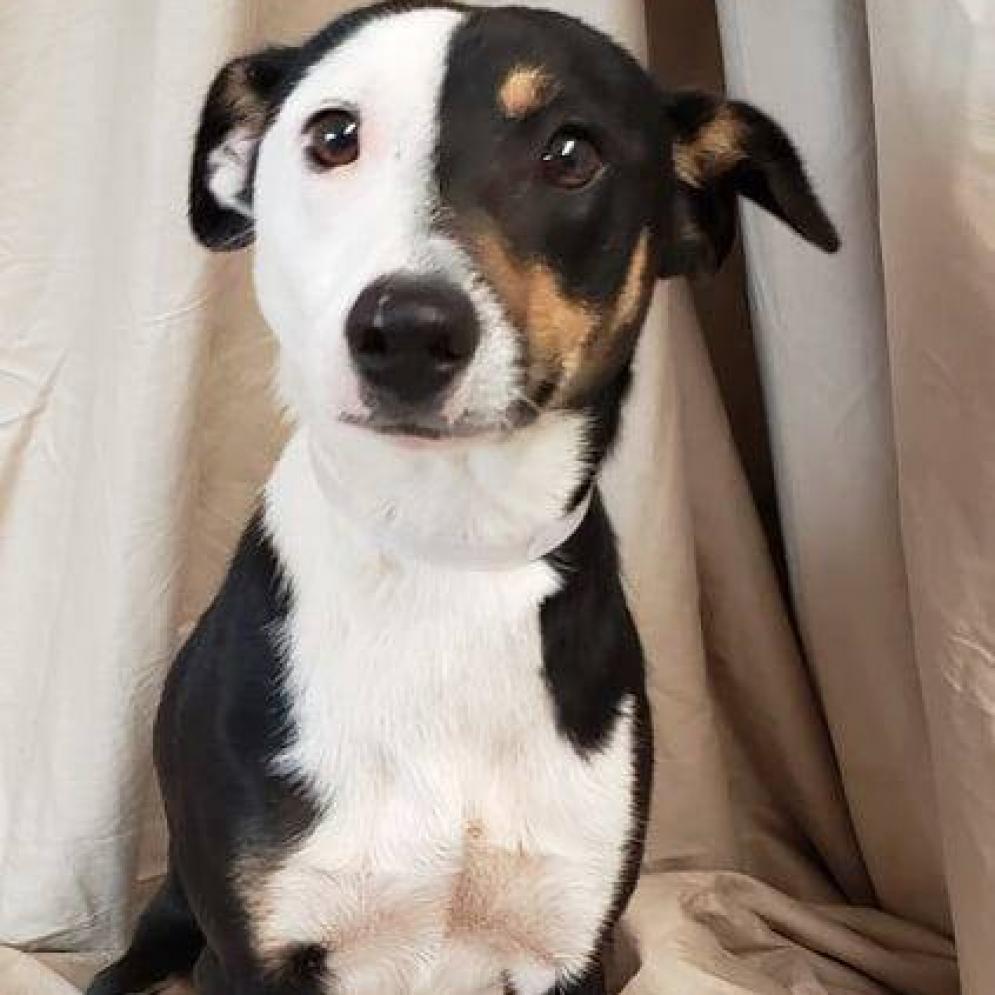 Enlarge Bradley, a Adoptable mixed breed in Staten Island, NY image 2/4