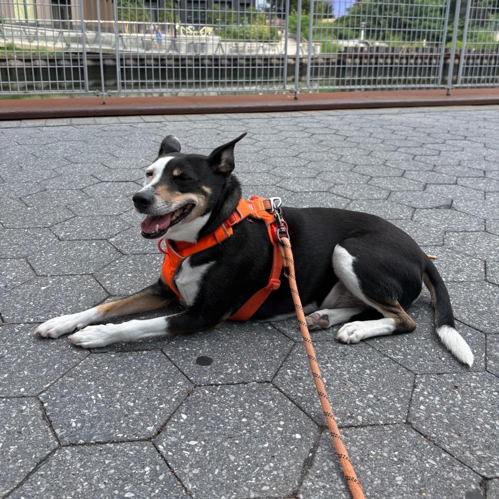 Enlarge Bradley, a Adoptable mixed breed in Staten Island, NY image 4/4