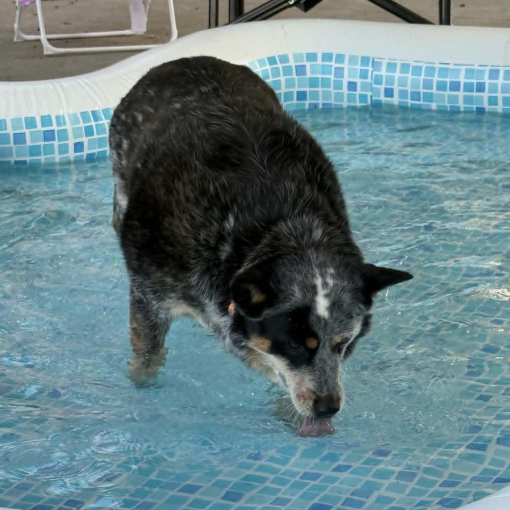 Sunny, Adoptable, Adult Female Australian Cattle Dog / Blue Heeler.