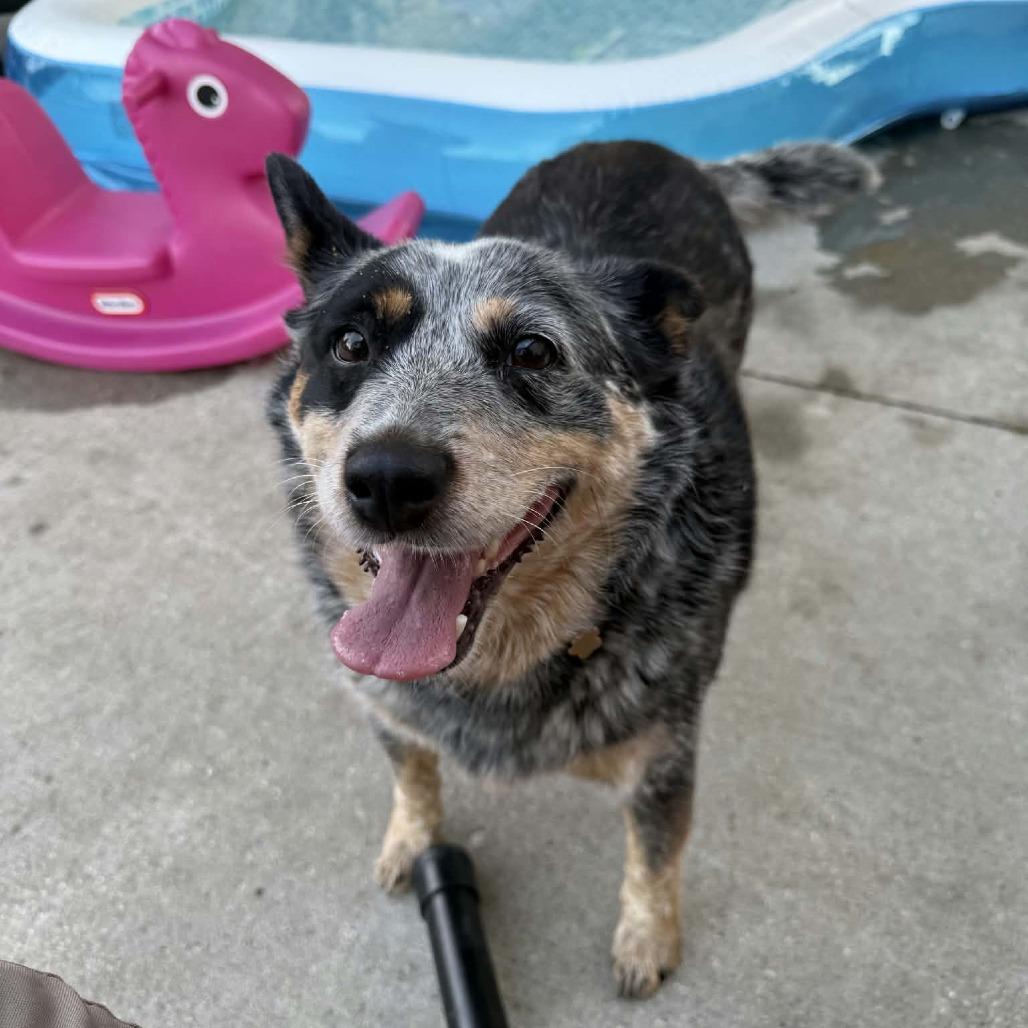 Enlarge Sunny, a Adoptable Australian Cattle Dog / Blue Heeler in Ada, MN image 2/2