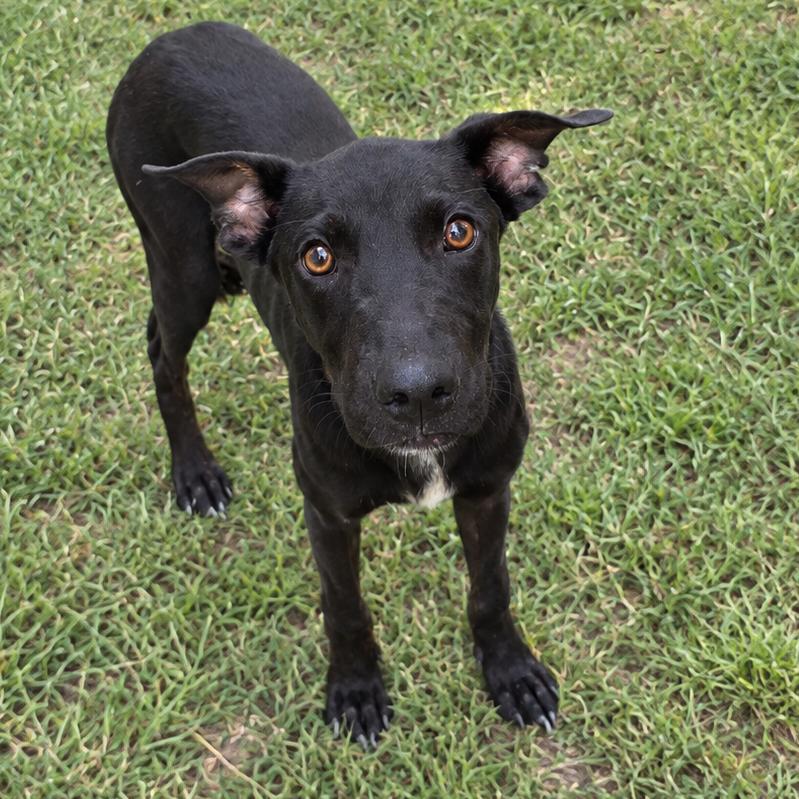 Enlarge Soda Pop, a Adoptable mixed breed in Guntersville, AL image 1/1
