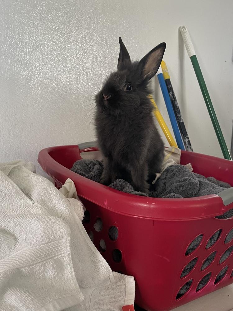 Enlarge Mumfee, a Adoptable Lionhead in Longwood, FL image 1/3
