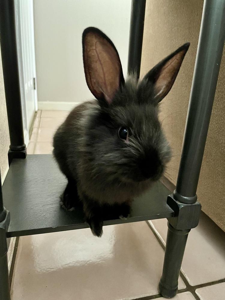 Enlarge Mumfee, a Adoptable Lionhead in Longwood, FL image 2/3