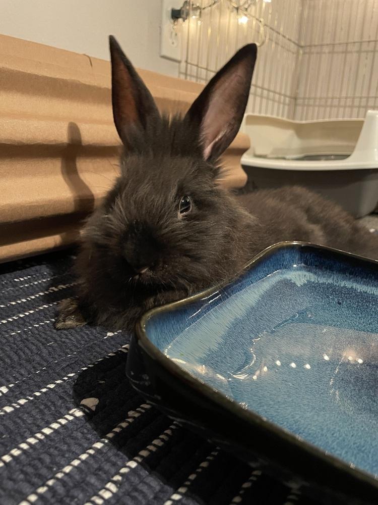 Enlarge Mumfee, a Adoptable Lionhead in Longwood, FL image 3/3