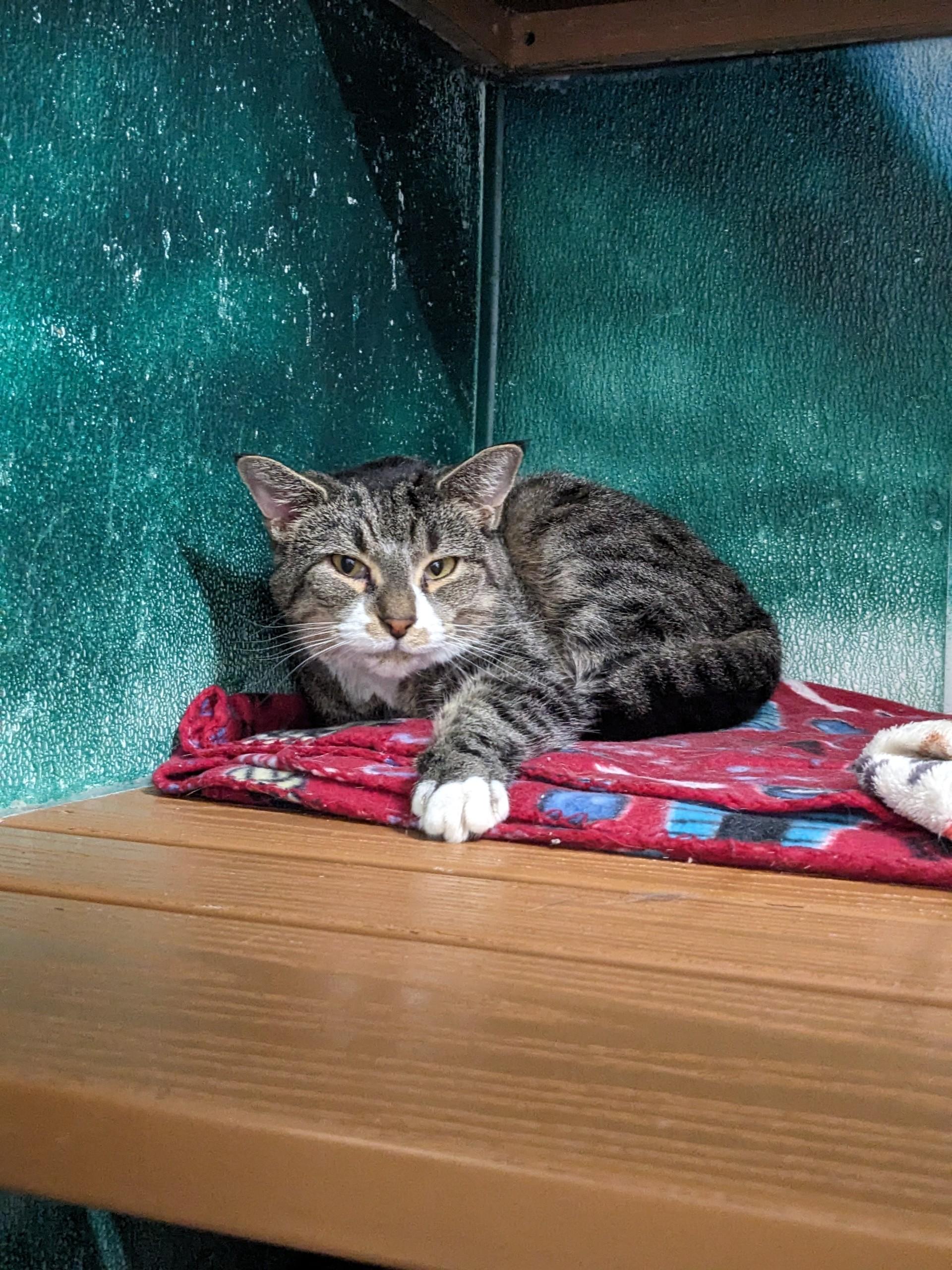 Copycat, Adoptable, Adult Female Domestic Short Hair.