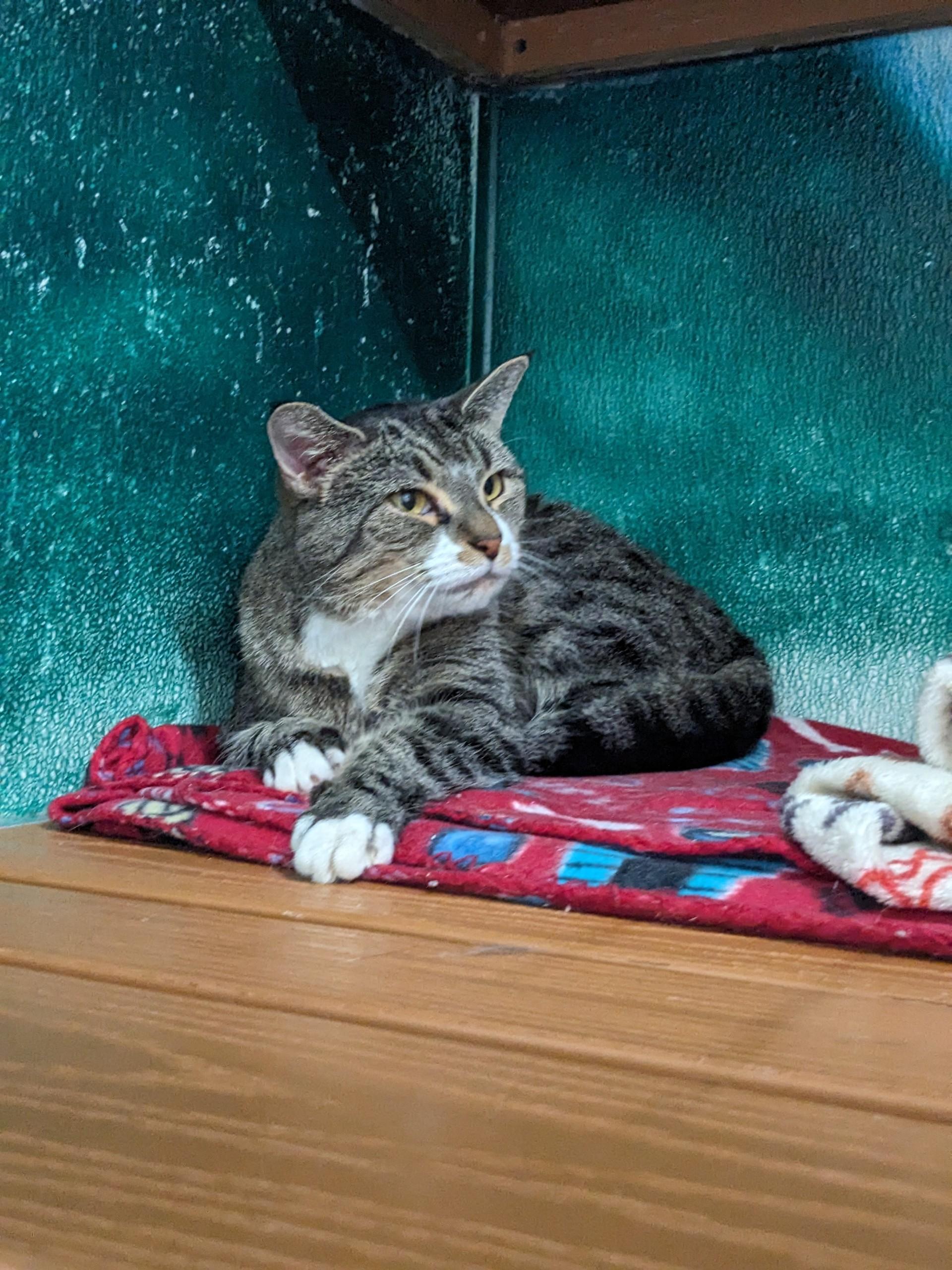 Copycat, a Adoptable Domestic Short Hair in Altoona, PA image 2/2