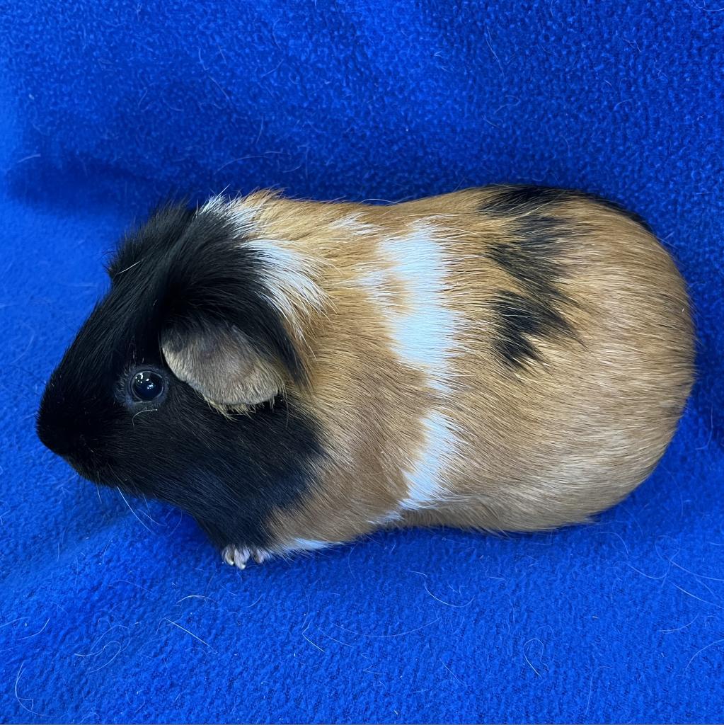Sparkles (bonded with Humphrey), Adoptable, Adult Male Guinea Pig.