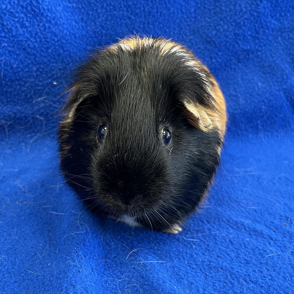 Enlarge Sparkles (bonded with Humphrey), a Adoptable Guinea Pig in Decatur, GA image 2/3