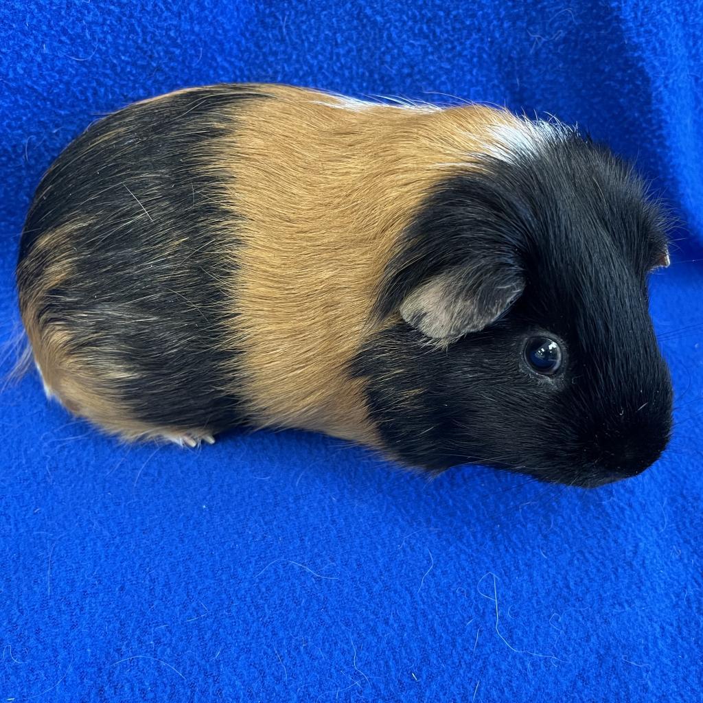 Enlarge Sparkles (bonded with Humphrey), a Adoptable Guinea Pig in Decatur, GA image 3/3