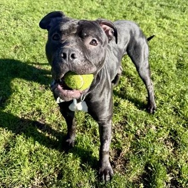 Enlarge Brock, a ADOPTABLE mixed breed in Roseburg, OR image 2/3
