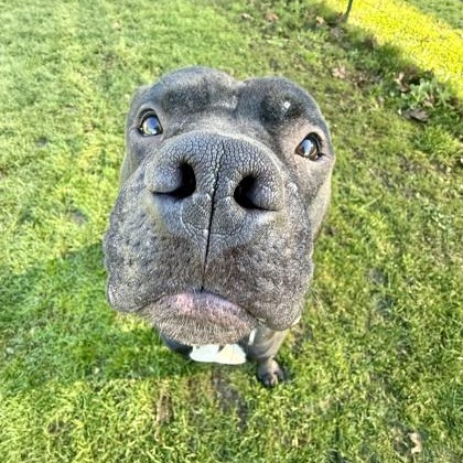 Enlarge Brock, a ADOPTABLE mixed breed in Roseburg, OR image 3/3