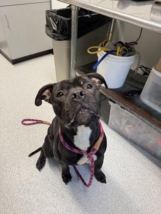 Enlarge Brock, a ADOPTABLE mixed breed in Roseburg, OR image 1/1