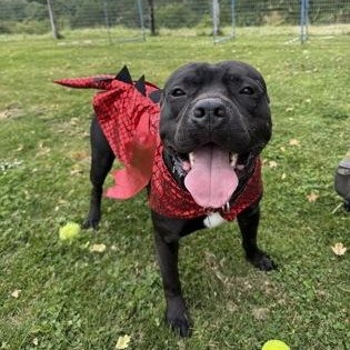 Broccoli, ADOPTABLE, Adult Male Mixed Breed.