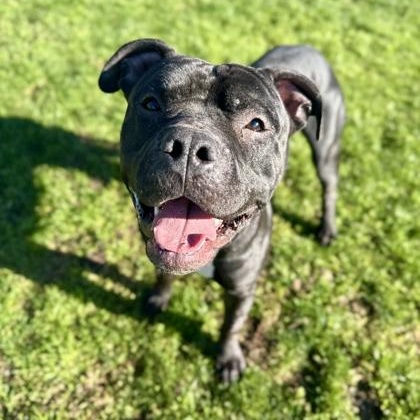 Brock, ADOPTABLE, Adult Male Mixed Breed.