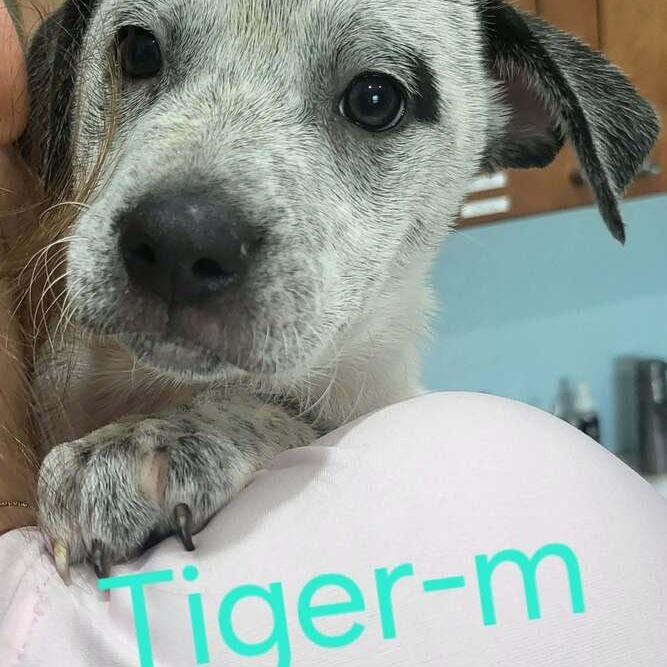 Enlarge Tiger, a Adoptable mixed breed in Seminole, FL image 1/4
