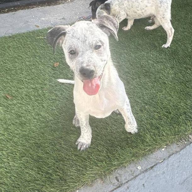 Enlarge Tiger, a Adoptable mixed breed in Seminole, FL image 2/4