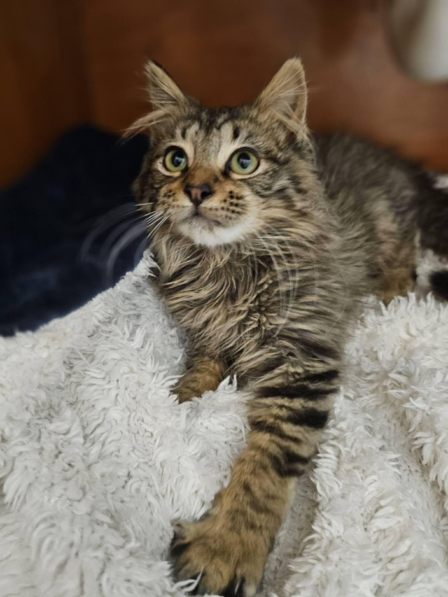 Enlarge Walnut ( BC), a Adopted mixed breed in Vacaville, CA image 1/3