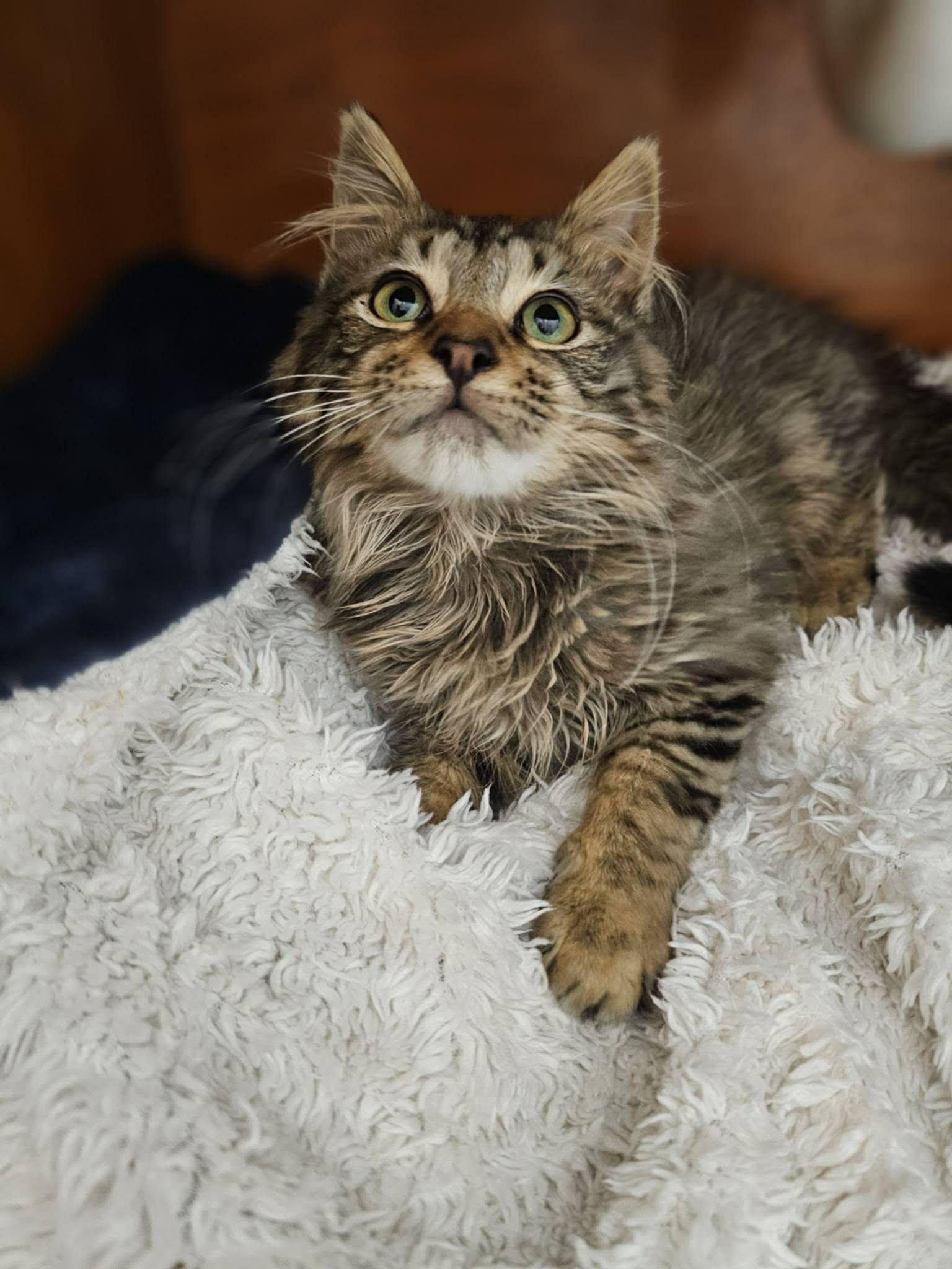 Enlarge Walnut ( BC), a Adopted mixed breed in Vacaville, CA image 2/3