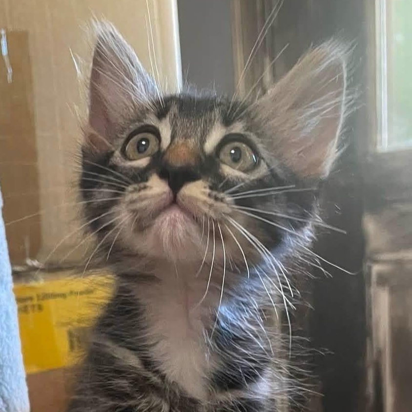 Gremlin, ADOPTABLE, Kitten Female Tabby.