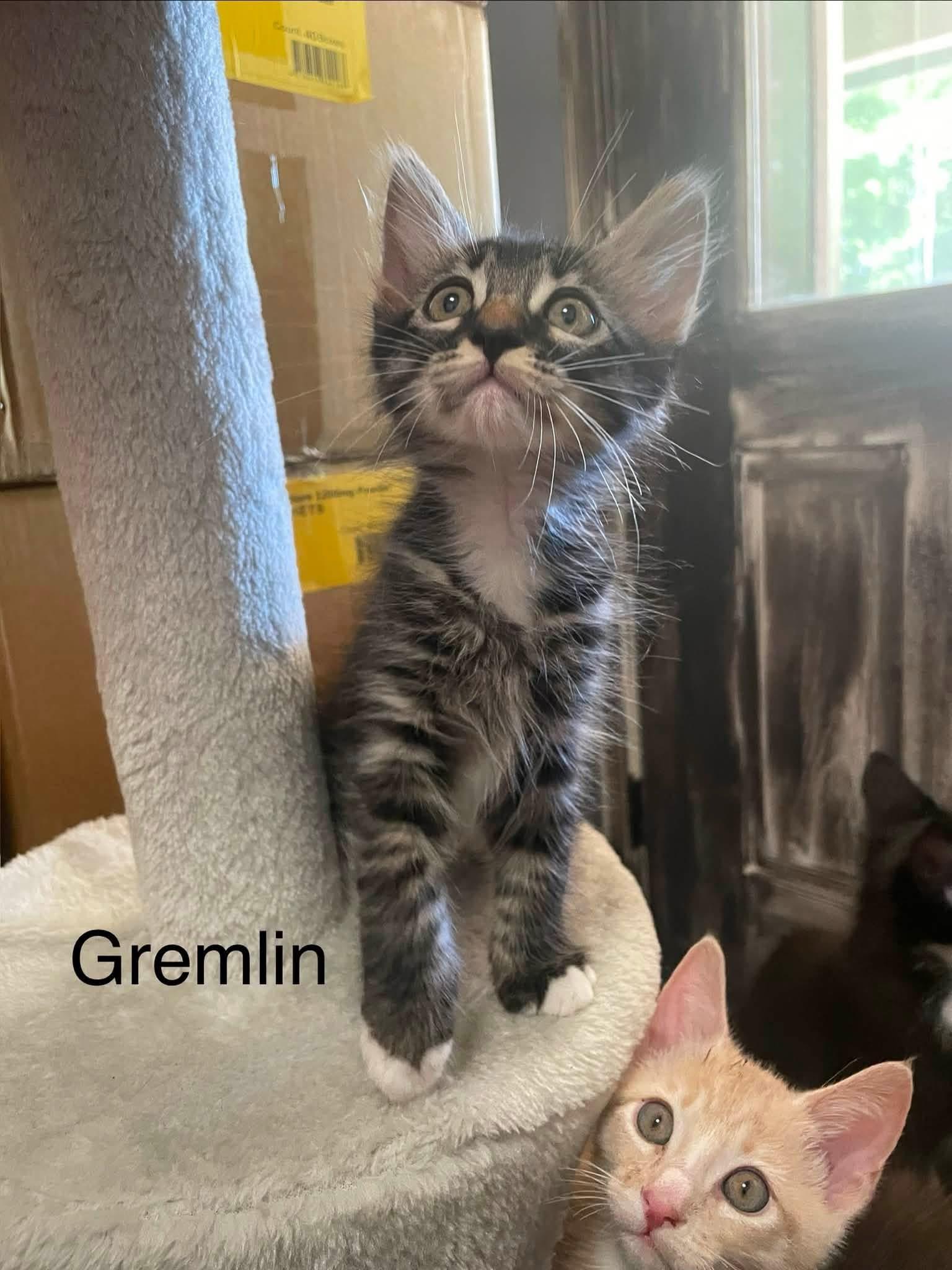 Gremlin, a ADOPTABLE Tabby in Santa Maria, CA image 2/2