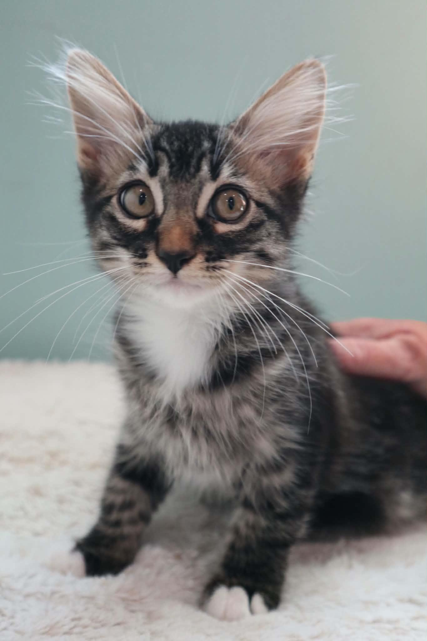 Enlarge Gremlin, a ADOPTABLE Tabby in Santa Maria, CA image 1/3