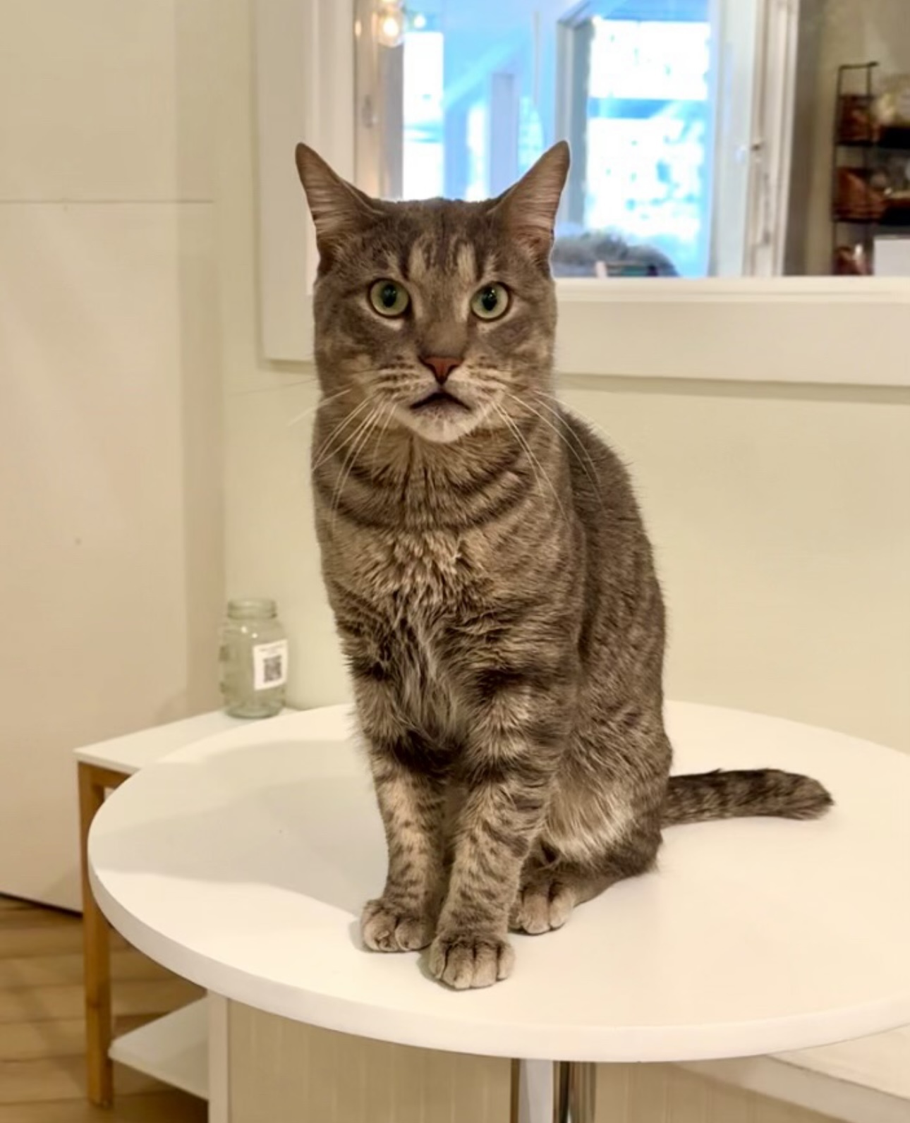 Louie, an adopted Domestic Short Hair in Old Saybrook, CT_image-1