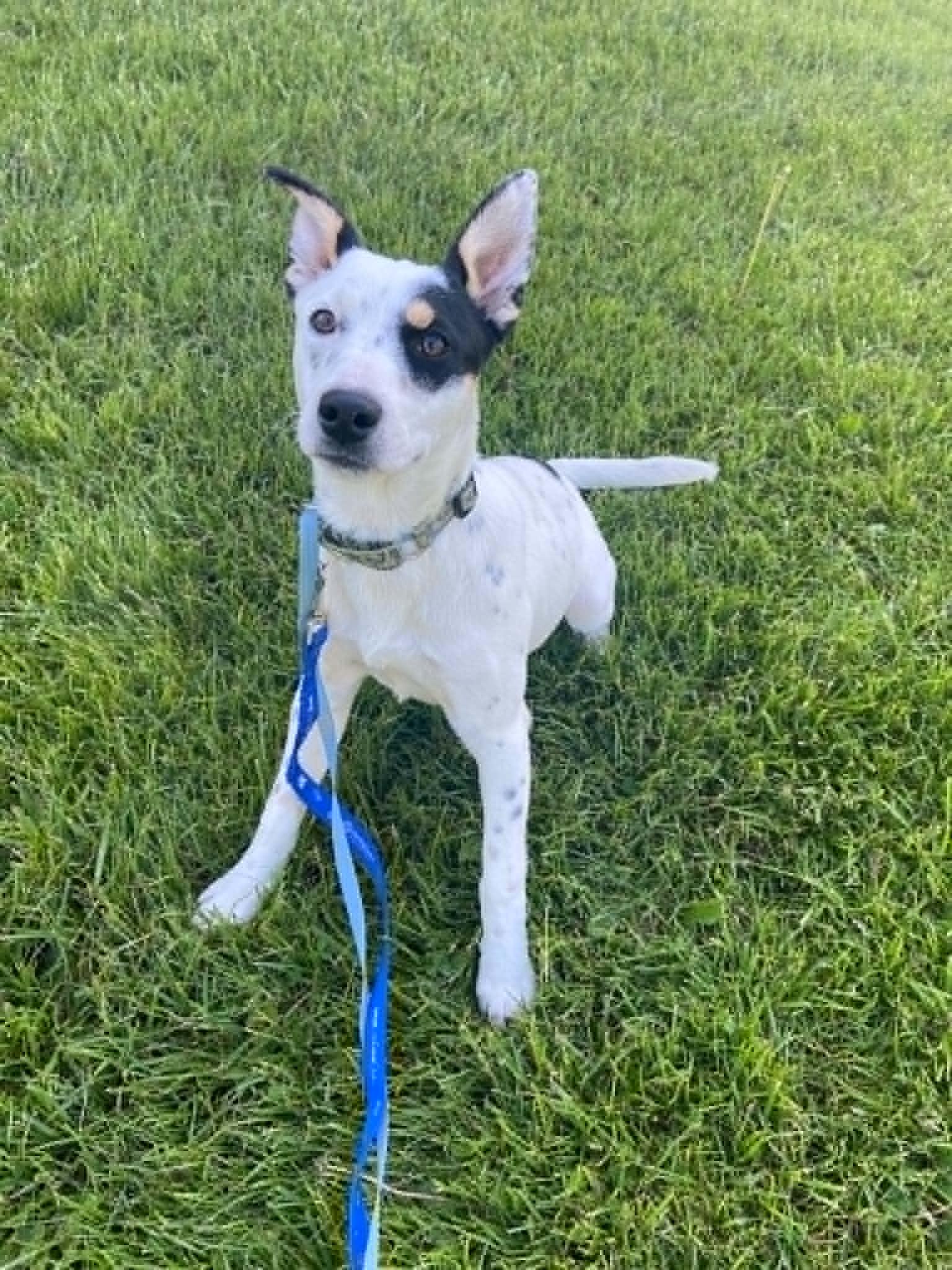 Skye, Adoptable, Young Female Australian Cattle Dog / Blue Heeler & Terrier.