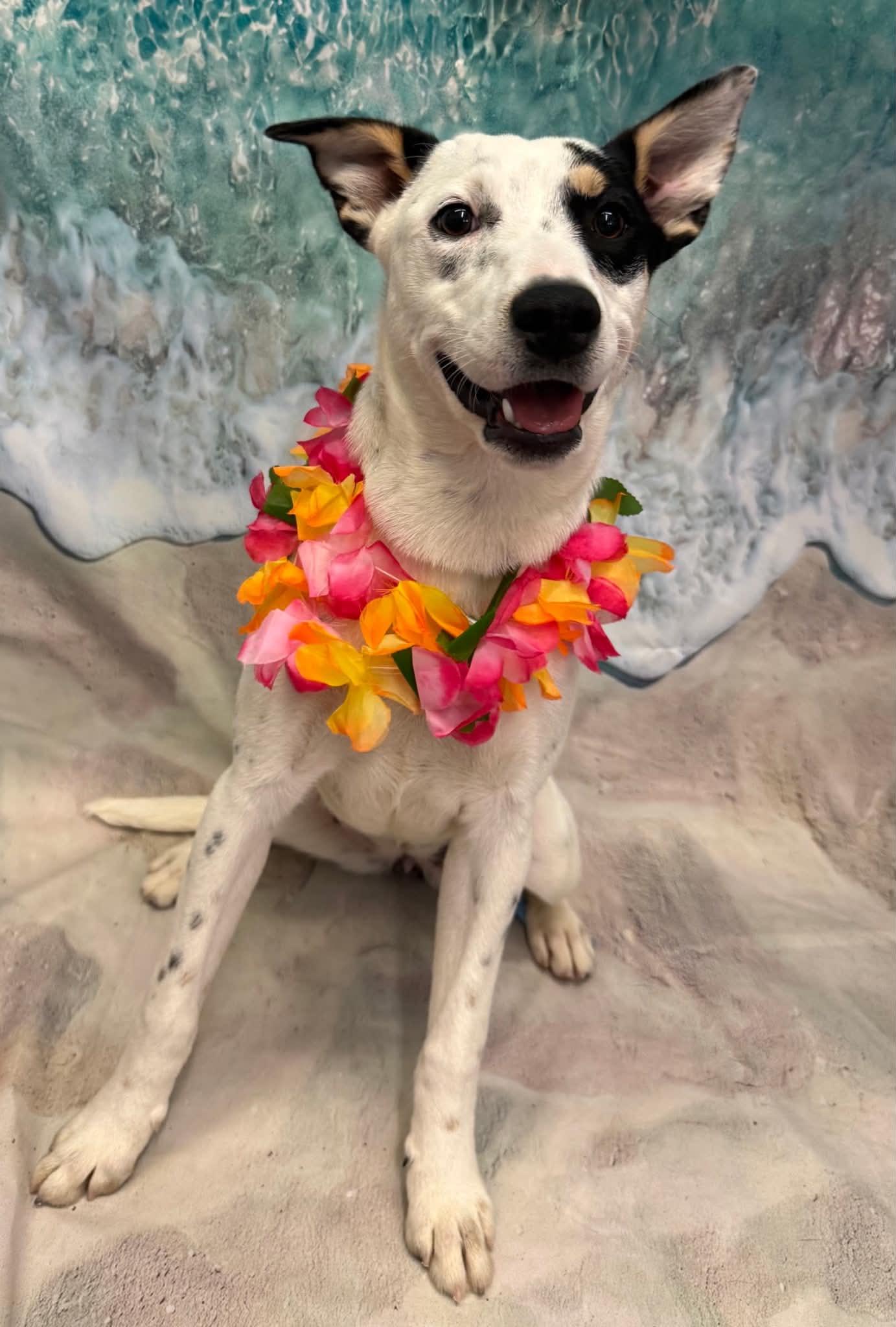 Skye, a Adoptable mixed breed in Pottstown, PA image 2/3
