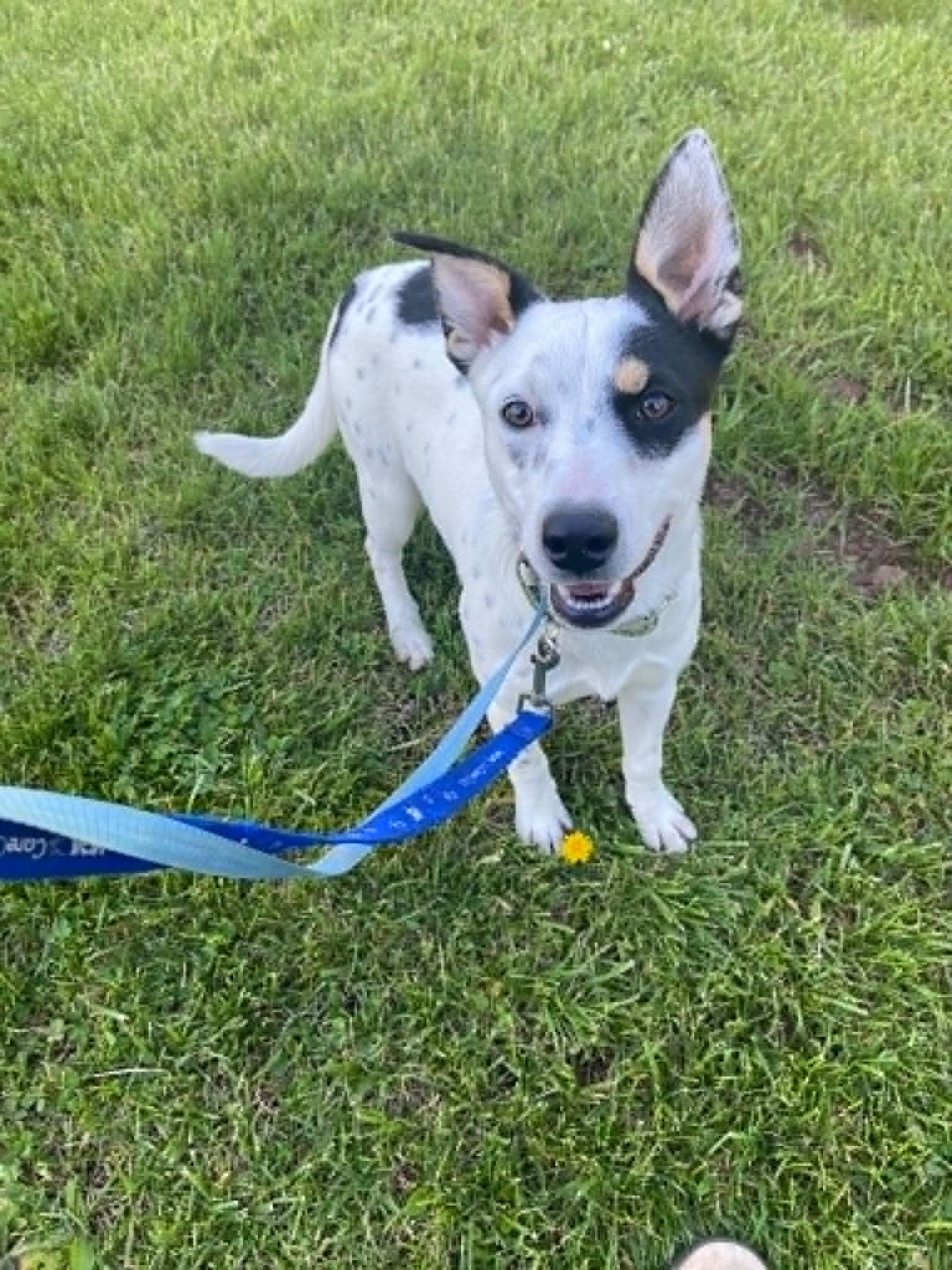 Skye, a Adoptable mixed breed in Pottstown, PA image 3/3