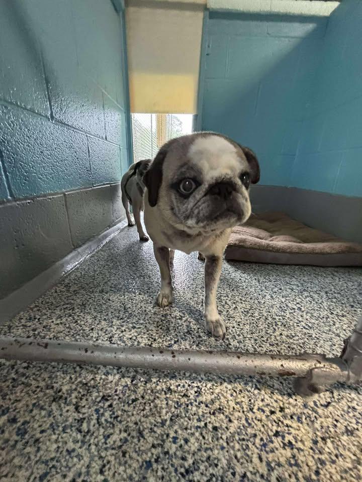 Dog for adoption - Charley, a Pug in Wilmington, NC | Petfinder