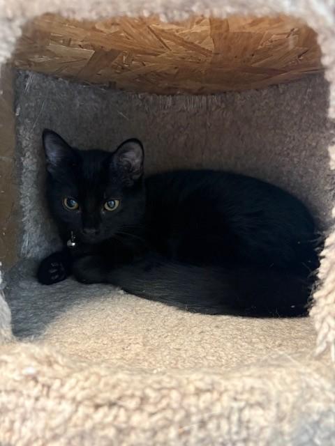 Helia, Adopted, Young Female Domestic Short Hair.
