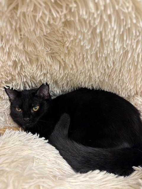 Helia, a Adopted Domestic Short Hair in Kingston, MA image 3/3